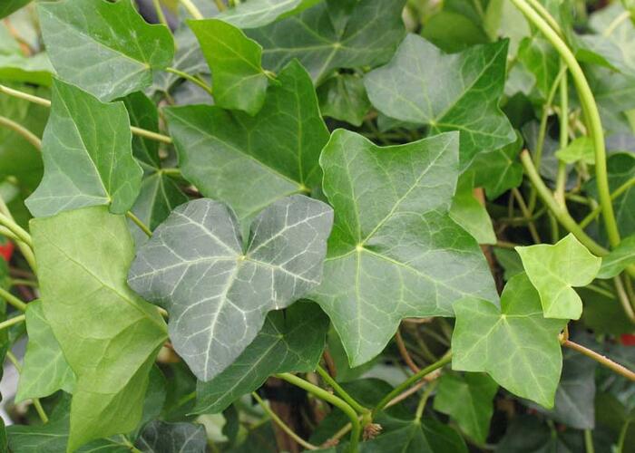 Břečťan popínavý 'Hibernica' - Hedera helix 'Hibernica'