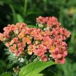 Řebříček obecný 'Summer Fruits Salmon' - Achillea millefolium 'Summer Fruits Salmon'