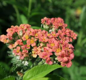 Řebříček obecný 'Summer Fruits Salmon' - Achillea millefolium 'Summer Fruits Salmon'