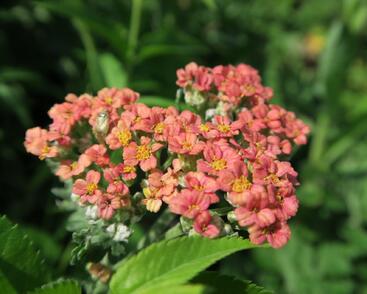 Řebříček obecný 'Summer Fruits Salmon'