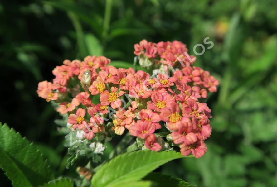 Řebříček obecný 'Summer Fruits Salmon' - Achillea millefolium 'Summer Fruits Salmon'