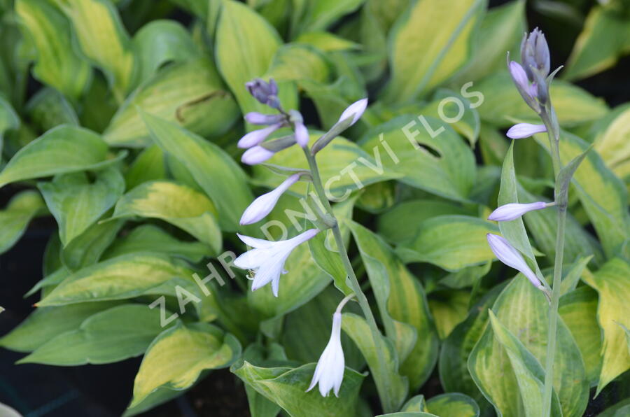 Bohyška 'Color Glory' - Hosta 'Color Glory'