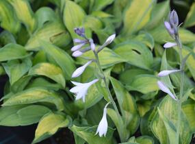 Bohyška 'Color Glory' - Hosta 'Color Glory'