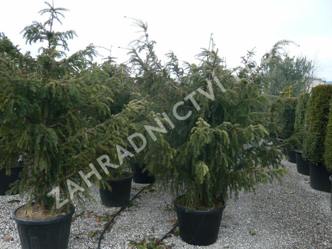 Tis červený 'Dovastoniana' - Taxus baccata 'Dovastoniana'