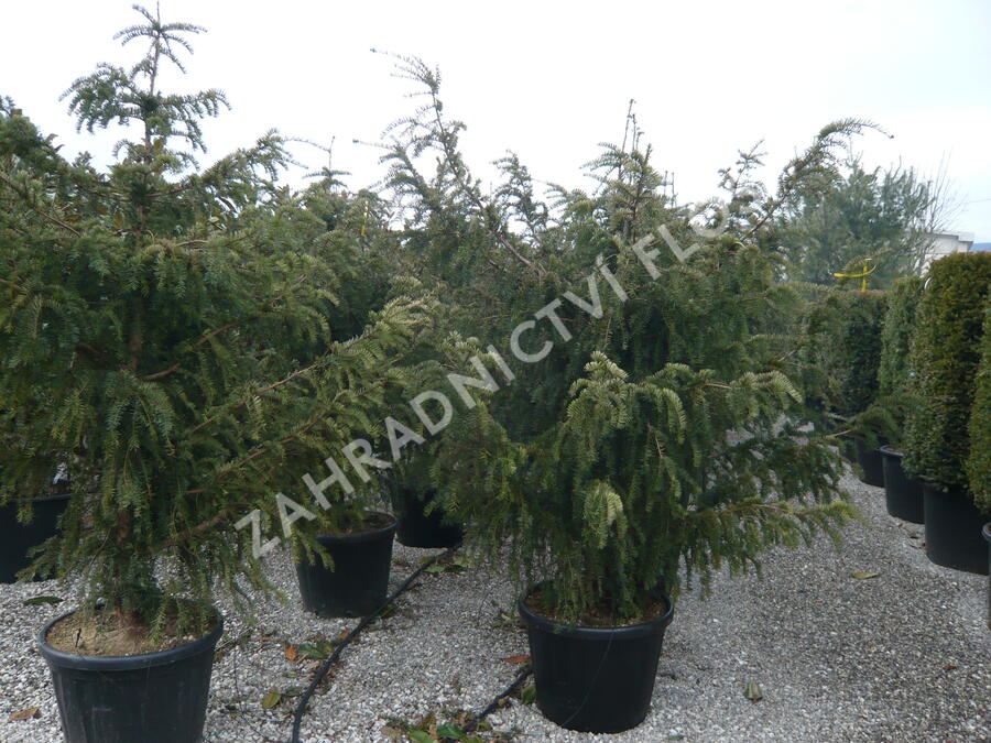 Tis červený 'Dovastoniana' - Taxus baccata 'Dovastoniana'