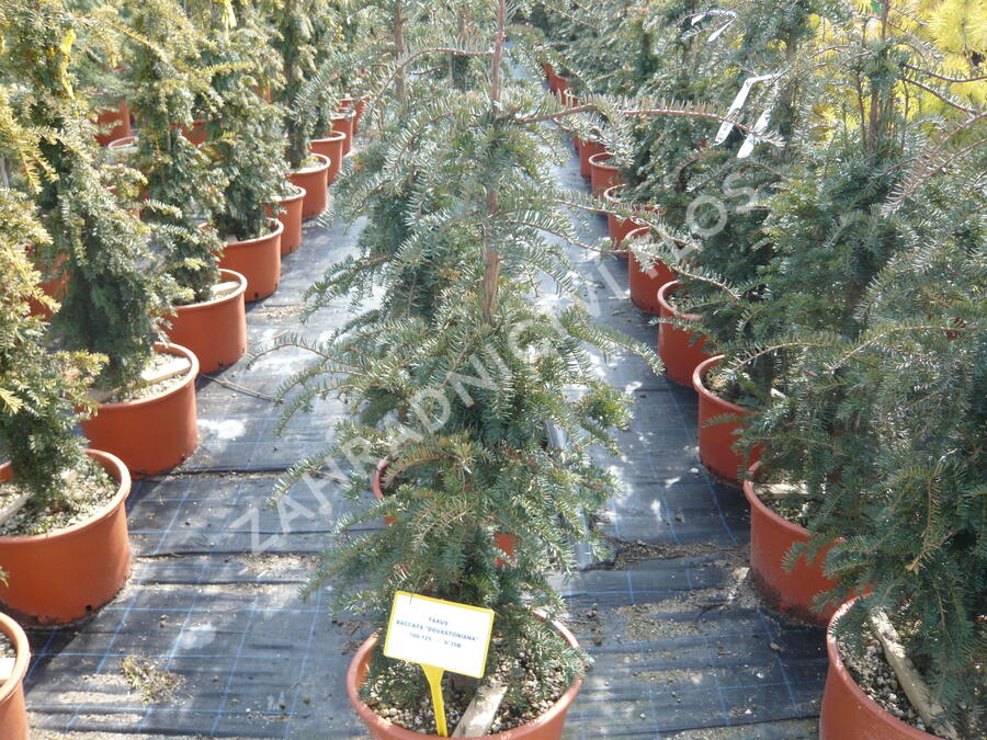 Tis červený 'Dovastoniana' - Taxus baccata 'Dovastoniana'