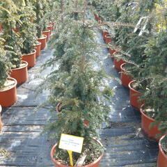 Tis červený 'Dovastoniana' - Taxus baccata 'Dovastoniana'