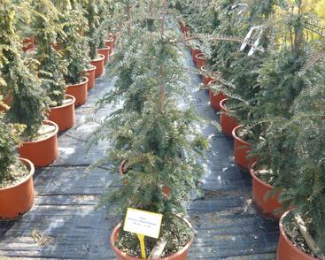 Tis červený 'Dovastoniana'