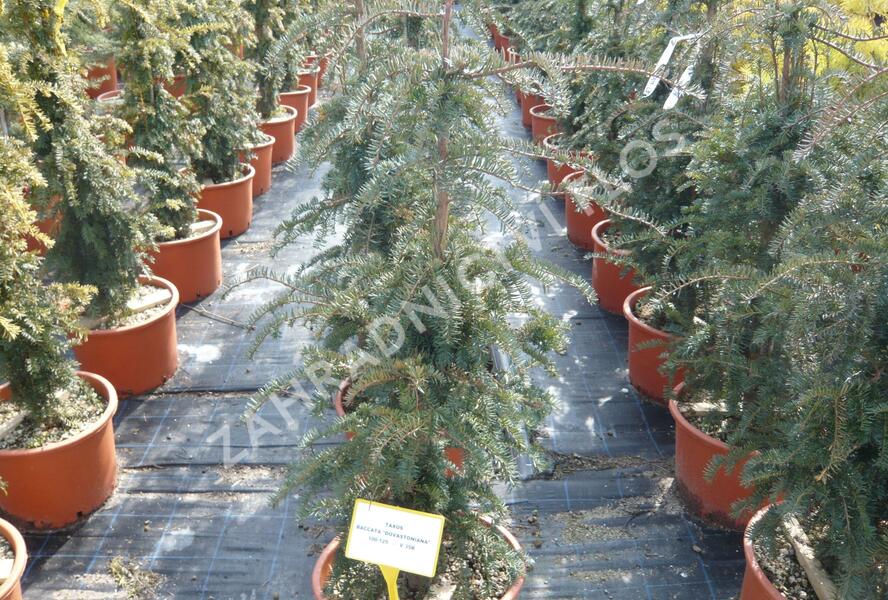 Tis červený 'Dovastoniana' - Taxus baccata 'Dovastoniana'