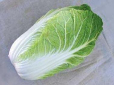 Zelí pekingské 'Forco F1' - Brassica rapa 'Forco F1'