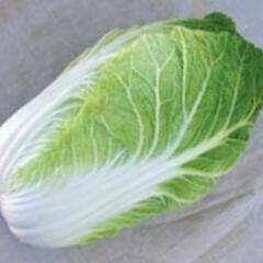Zelí pekingské 'Forco F1' - Brassica rapa 'Forco F1'