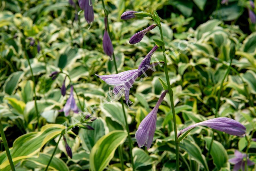 Bohyška 'Ginko Craig' - Hosta sieboldiana 'Ginko Craig'