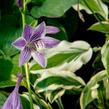 Bohyška 'Ginko Craig' - Hosta sieboldiana 'Ginko Craig'