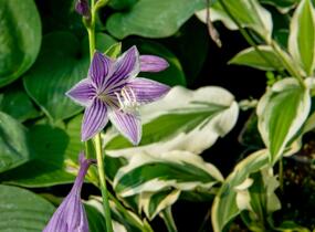 Bohyška 'Ginko Craig' - Hosta sieboldiana 'Ginko Craig'
