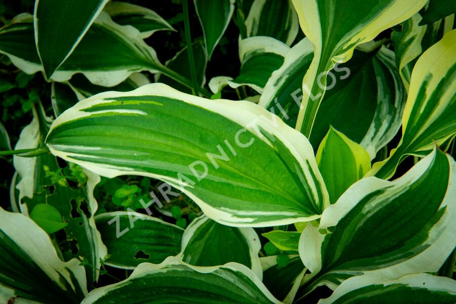Bohyška 'Ginko Craig' - Hosta sieboldiana 'Ginko Craig'