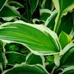 Bohyška 'Ginko Craig' - Hosta sieboldiana 'Ginko Craig'