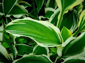 Bohyška 'Ginko Craig' - Hosta sieboldiana 'Ginko Craig'