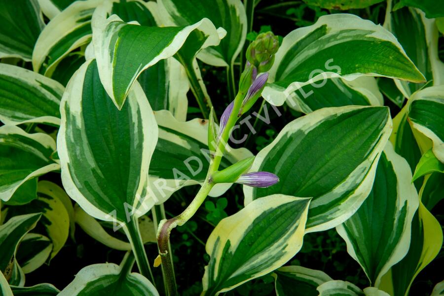 Bohyška 'Ginko Craig' - Hosta sieboldiana 'Ginko Craig'