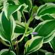 Bohyška 'Ginko Craig' - Hosta sieboldiana 'Ginko Craig'