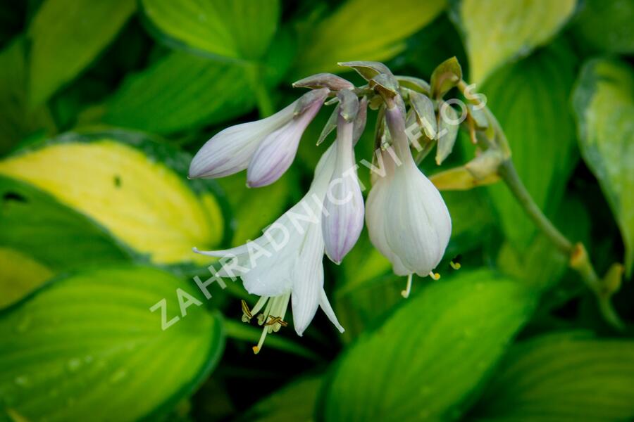 Bohyška 'Paul's Glory' - Hosta 'Paul's Glory'