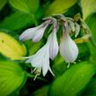 Bohyška 'Paul's Glory' - Hosta 'Paul's Glory'