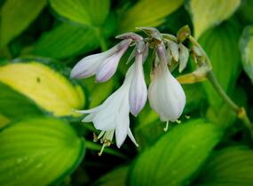 Bohyška 'Paul's Glory' - Hosta 'Paul's Glory'