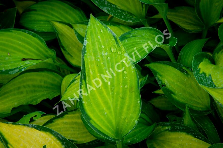 Bohyška 'Paul's Glory' - Hosta 'Paul's Glory'