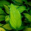 Bohyška 'Paul's Glory' - Hosta 'Paul's Glory'