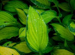 Bohyška 'Paul's Glory' - Hosta 'Paul's Glory'