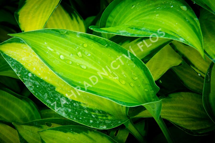 Bohyška 'Paul's Glory' - Hosta 'Paul's Glory'