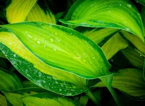 Bohyška 'Paul's Glory' - Hosta 'Paul's Glory'