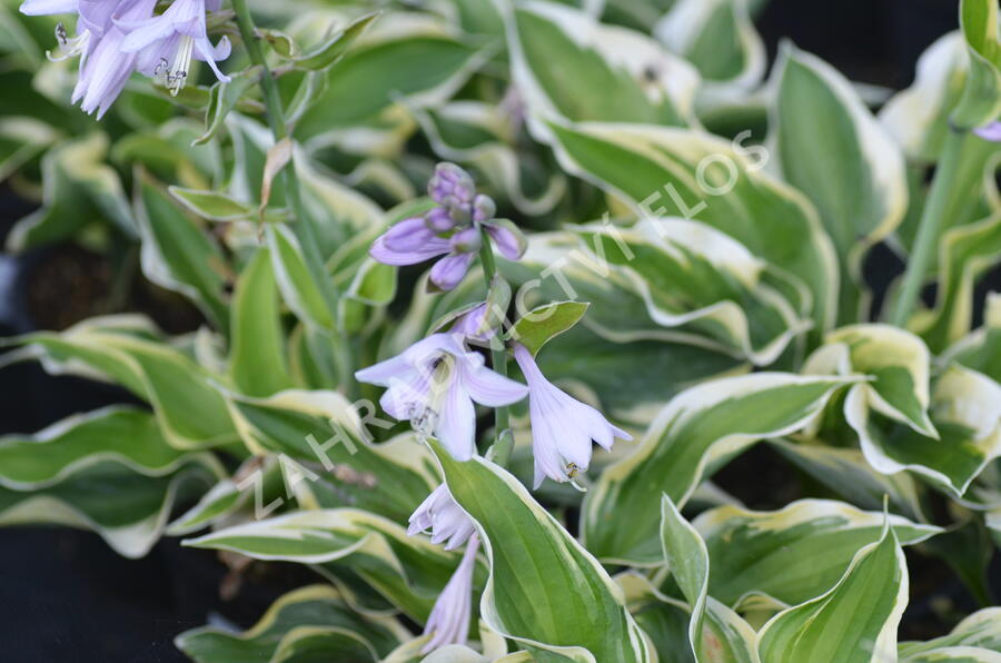 Bohyška 'Mama Mia' - Hosta 'Mama Mia'