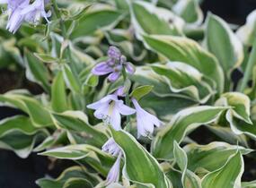 Bohyška 'Mama Mia' - Hosta 'Mama Mia'