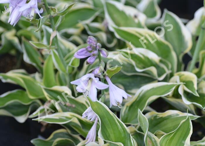 Bohyška 'Mama Mia' - Hosta 'Mama Mia'