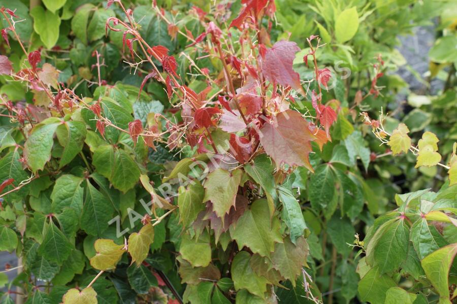 Přísavník trojcípý 'Veitchii' - Parthenocissus tricuspidata 'Veitchii'