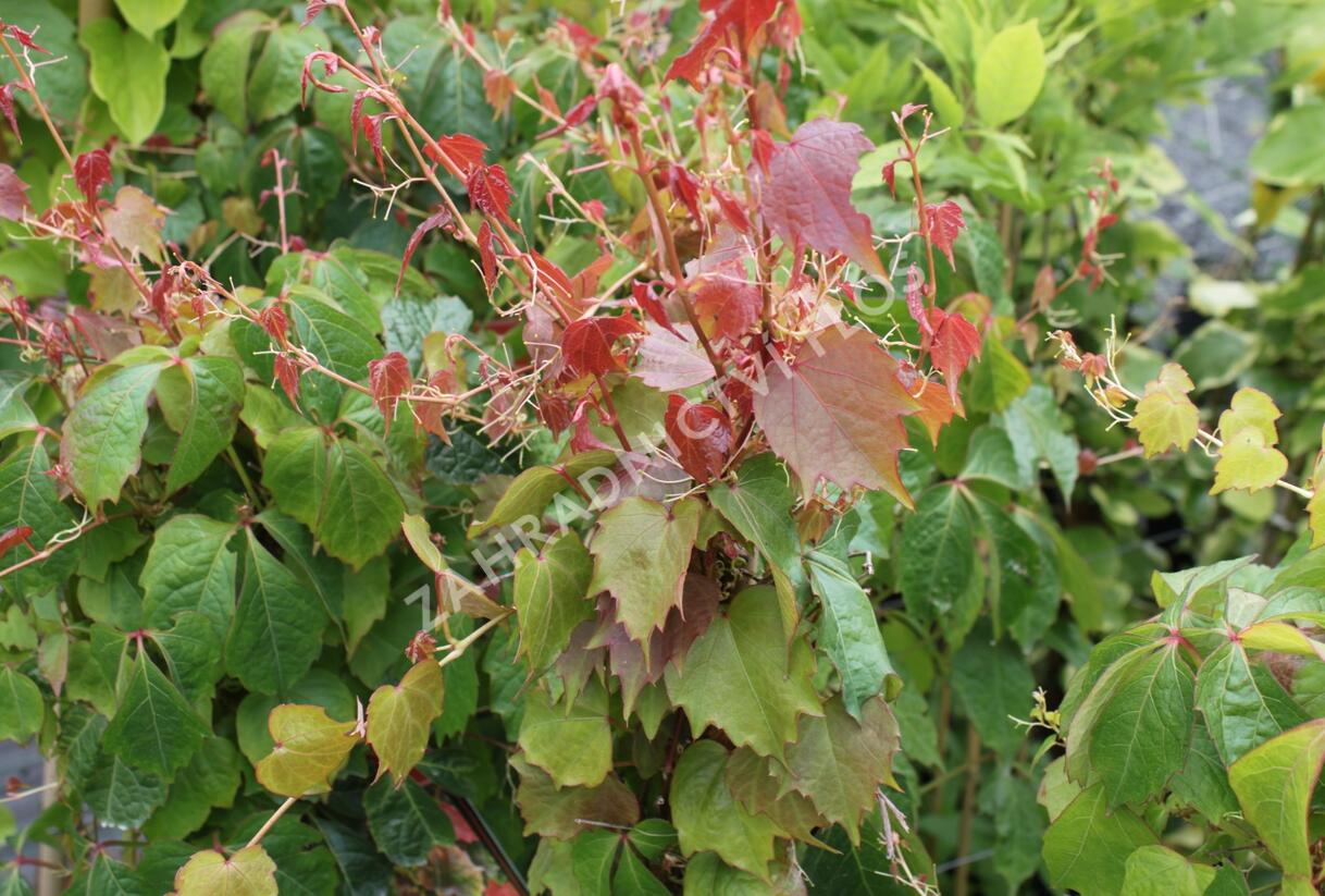 Přísavník trojcípý 'Veitchii' - Parthenocissus tricuspidata 'Veitchii'