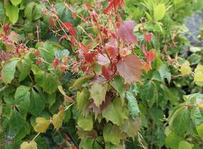 Přísavník trojcípý 'Veitchii' - Parthenocissus tricuspidata 'Veitchii'