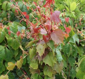 Přísavník trojcípý 'Veitchii' - Parthenocissus tricuspidata 'Veitchii'