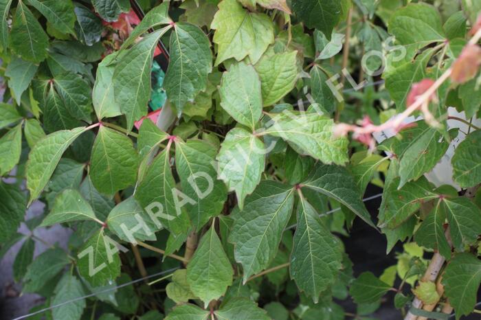 Přísavník trojcípý 'Veitchii' - Parthenocissus tricuspidata 'Veitchii'
