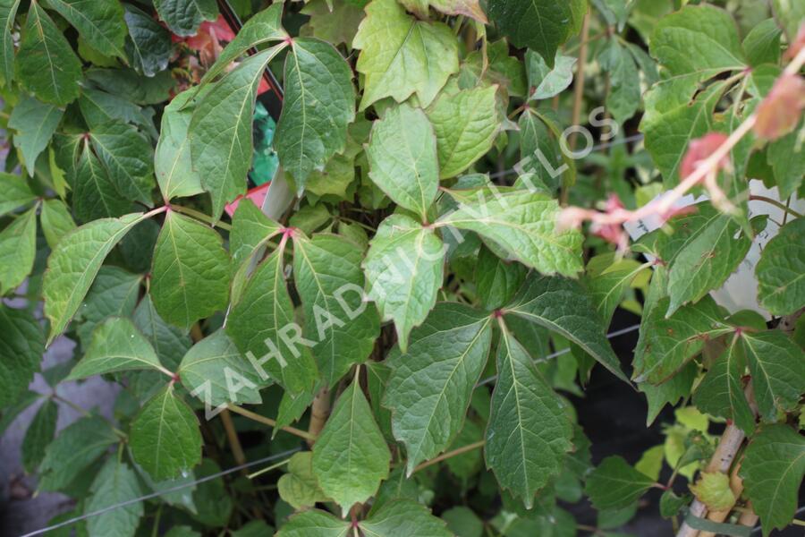 Přísavník trojcípý 'Veitchii' - Parthenocissus tricuspidata 'Veitchii'