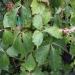Přísavník trojcípý 'Veitchii' - Parthenocissus tricuspidata 'Veitchii'