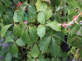 Přísavník trojcípý 'Veitchii' - Parthenocissus tricuspidata 'Veitchii'