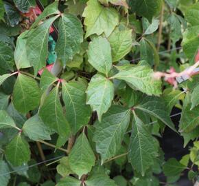 Přísavník trojcípý 'Veitchii' - Parthenocissus tricuspidata 'Veitchii'