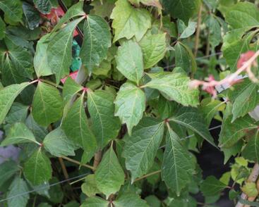 Přísavník trojcípý 'Veitchii'