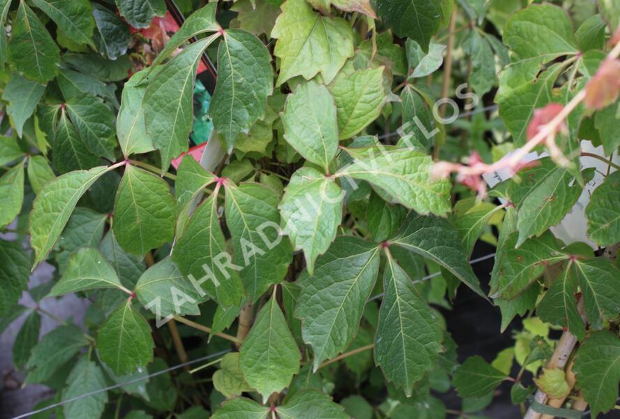Přísavník trojcípý 'Veitchii' - Parthenocissus tricuspidata 'Veitchii'