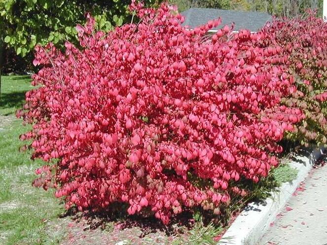 Brslen křídlatý 'Compactus' - Euonymus alatus 'Compactus'