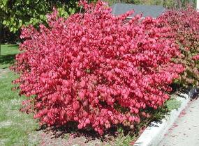 Brslen křídlatý 'Compactus' - Euonymus alatus 'Compactus'