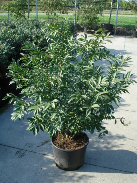 Brslen křídlatý 'Compactus' - Euonymus alatus 'Compactus'