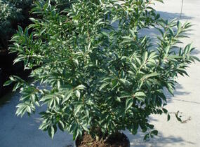 Brslen křídlatý 'Compactus' - Euonymus alatus 'Compactus'