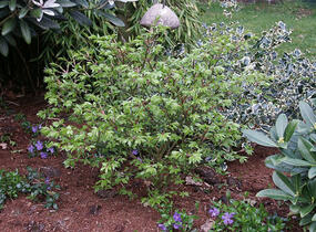 Brslen křídlatý 'Compactus' - Euonymus alatus 'Compactus'